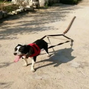 Fierce Köpek Artı Pamuk Taşıyıcı Büyük Köpek Pet Köpek Göğüs Kemeri Artı Yaka Pitbull Eğitim Malzemeleri Ekipmanları