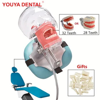 Typodont Diş Simülatörü Basit Kafa Modeli Diş Phantom Kafa Diş Hekimi Öğrencileri İçin Diş Hekimliği Mankeni Eğitim Ünitesi